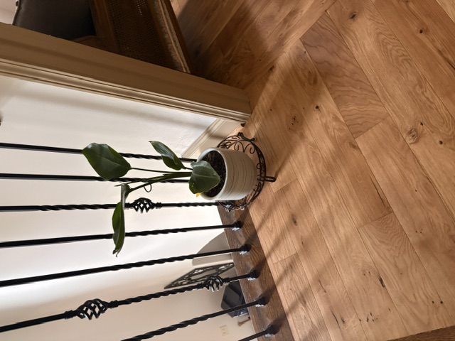 plant over wood floors